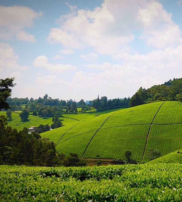 Кения пересматривает налоги на чай